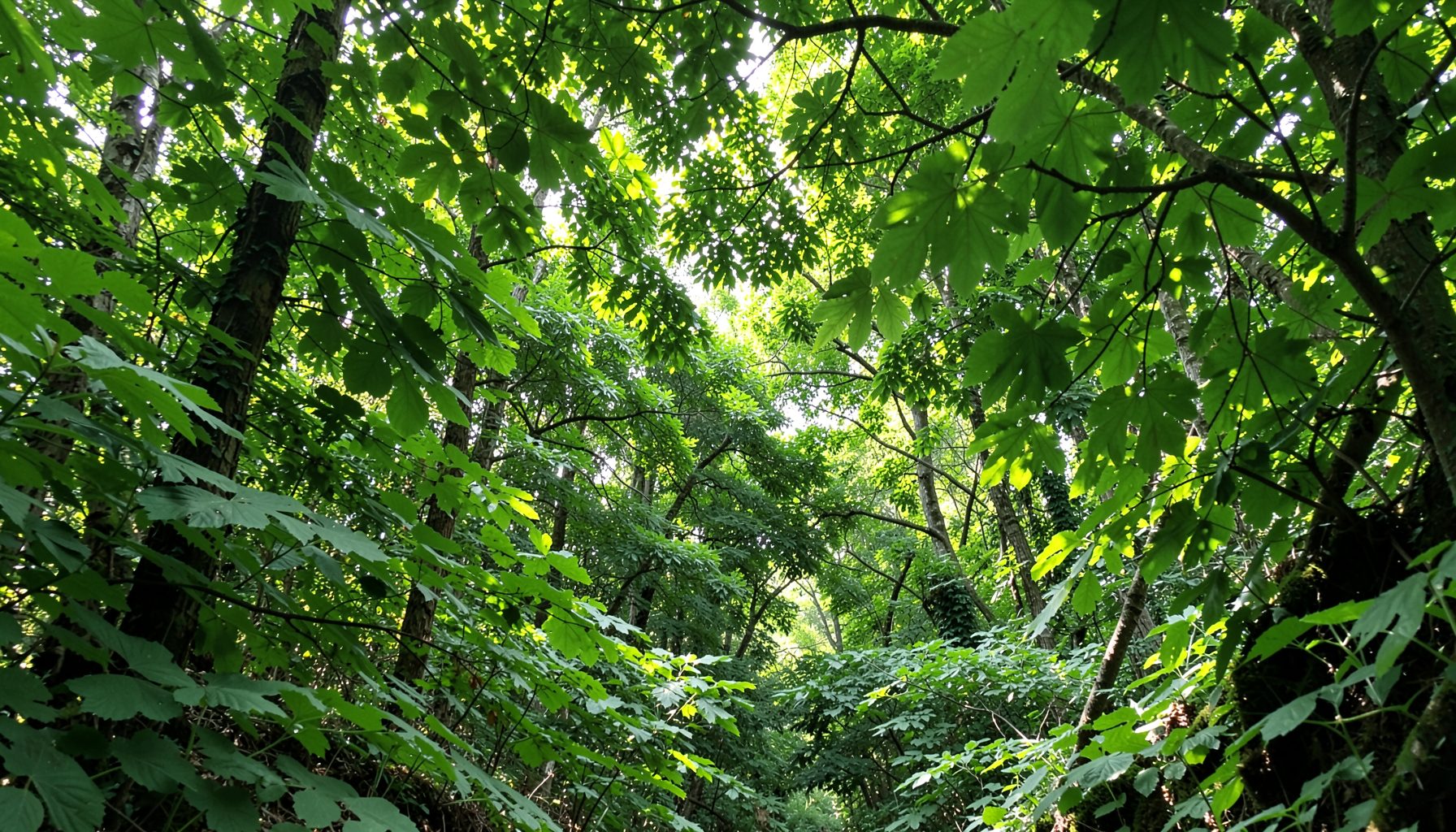 Lush green forest canopy with dappled sunlight filtering through broad leaves, serene and natural